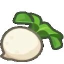 turnip