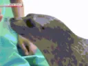 ShuttingSeal