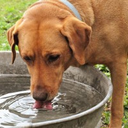 DogWater Discord emoji