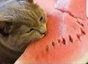 RH_Cwatermelon