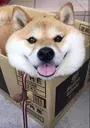 Shibeinabox