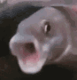 pogfish