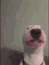 waltergif
