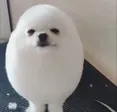 Eggodoggo