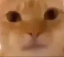 stare