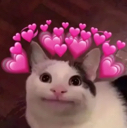 wholesomecat