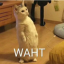 wahtcat