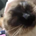 diego