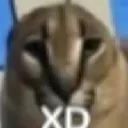 xd