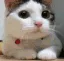cat_no02