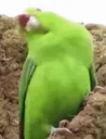 bruh