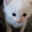 herbert