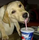 hondje_drinken hondje_drinken
