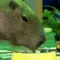 capybara capybara