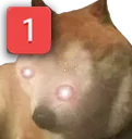 WhoPongis