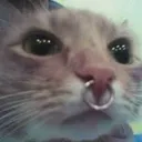 OwnerCat Discord Emoji