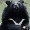 BAERNOM