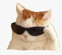 COOLCAT