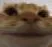 Catto