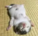 OPL_dead