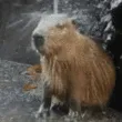 capybath