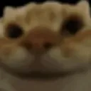 catnod catnod