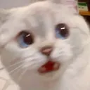 Cat Woah Discord Emoji