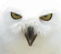 MadOwl