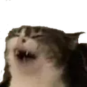 cringe_cat