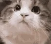 yescat