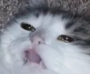 bleh