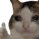 z_KittySadAproves