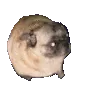 dancepug