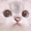 GatoAsustau GatoAsustau
