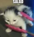 Salad Salad