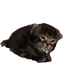 milkcat milkcat