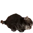 milkdisaster