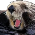 otterAMG