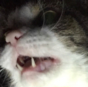 letmein Discord emoji