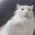 CatBruh