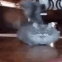 CatArrival