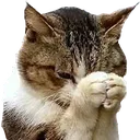 blesscat blesscat
