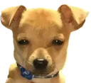 cachorro_encarando777