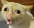 pogdurununkedisi pogdurununkedisi