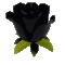 roseblack