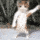 jaylacat Discord emoji