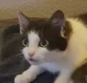 MINAPAWS