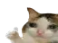 SadCat Discord Emoji