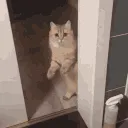 weirdcat