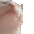 bop